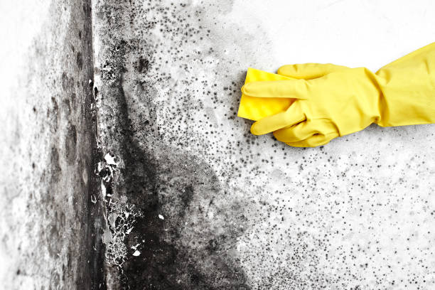 Professional Mold Remediation in Gumlog, GA