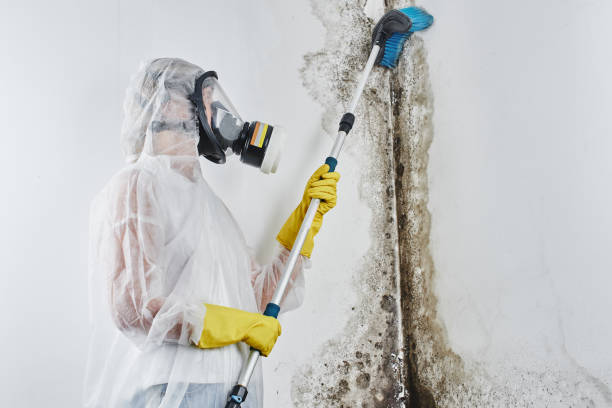 Best Kitchen Mold Remediation in Gumlog, GA